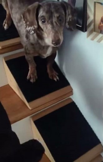 Stairwedge - Dog Ramp for Small Dogs - Versatile Stair Ramp for Any Staircase