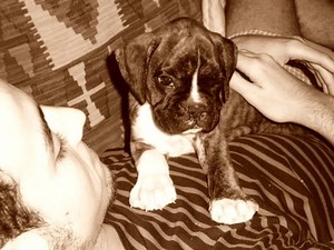 Daily Signs Of Pregnancy In A Boxer Dog - Cuteness