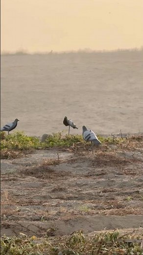 PIEGON DUMMY #huntingpakistan #12boreshotgun