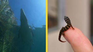 194K views · 3.3K reactions | Dwarf geckos are as small as a fingernail, a stark contrast to the length of the saltwater crocodile. See more cute tiny and LARGE animals: | National Geographic Animals | Facebook
