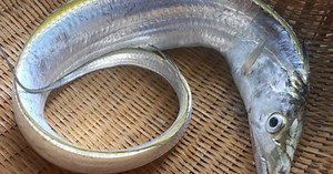 Cá hố làm gì ngon? Top 5 món ngon từ cá hố đơn giản tại nhà