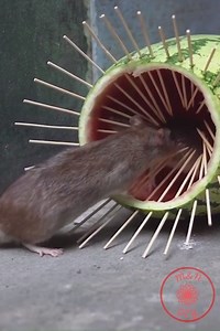 211K views · 1.8K reactions | Simple and effective mouse trap | M&N DIY | Facebook