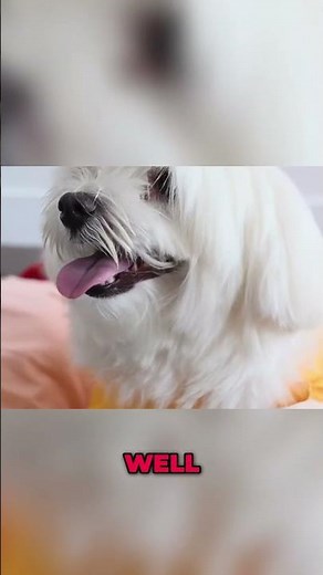 Maltipoo: The Perfect Companion Dog Breed? (Must See!)