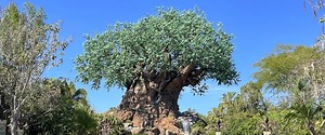 Visitors Guide to Disney's Animal Kingdom at Walt Disney World