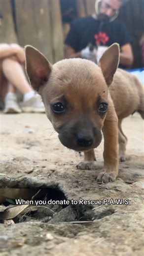 22 reactions | Here’s a few of the faces you’re helping when you donate to Rescue P.A.W.S. Puppies, mothers, the old and the broken. All our street dogs could use a little extra love and attention. With your support we can keep feeding, vaccinating, and sterilizing the dogs of Thailand so they know that there’s someone out there who cares.   Change a life when you donate today: forfuturefoundation.give.asia | Rescue PAWS | Facebook