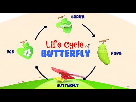 Life Cycle of a Butterfly | Life Of A Butterfly | 4 Stages of Butterfly Life Cycle | Metamorphosis