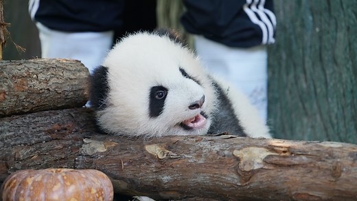 496K views · 13K reactions | Could you still recognize this super tiny panda who weighed only 40 grams when she was born? It’s unbelievable to see that she has grown into a chubby and healthy panda with the company of the nannies. #PandaTheatre #BestJobInTheWorld | iPanda | Facebook