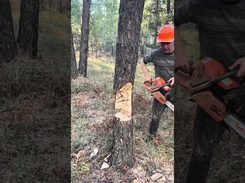 Felling trees deep in the forest 🌲🔥 Watch how massive logs are cut and carefully brought down using