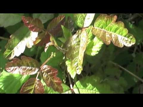Identifying Poison Oak