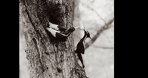 Ivory-billed Woodpecker Photos and Videos for, All About Birds, Cornell Lab of Ornithology
