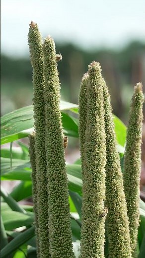 Is Ornamental Pearl Millet the Perfect Plant for Pollinator Habitats? 🌾