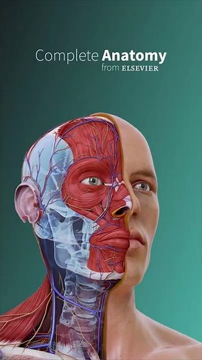 Explore the human body in detail with a range of 3D micromodels