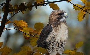 Red-Tailed Hawk: The Most Misidentified Bird in North America