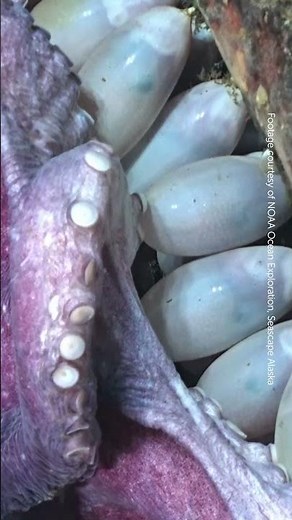 Have You Ever Seen Octopus Eggs?