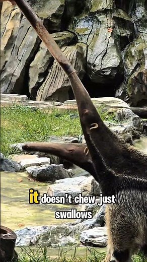 Anteater Facts That Will Blow Your Mind! | Nature’s Ant-Eating Machine 🐜#anteater