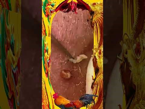 8M Plant vs Zombie Hacker 999990 Zombies In Survival __ Plants vs zombies hack Menu __ Pvz mod Ep177