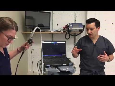 Brief Intro to Resuscitative Transesophageal Echocardiography (TEE)