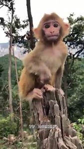 9.5K views · 354 reactions | Baby Monkey Play , Climb And Jump On Tree Happily | TV Monkey | Facebook