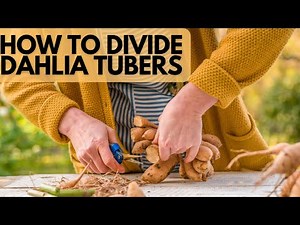 How To Divide Dahlia Tubers For Maximum Blooms| Easy Step-by-Step Guide