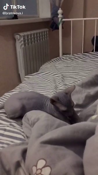 С Персептроном всё хорошо! #донской #котик #кот #кот_персептрон #донскойсфинкс #белкалетяга #котнедолетяга #cat #kitten