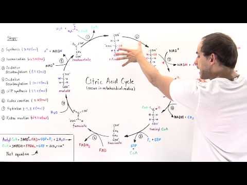 Overview of Citric Acid Cycle
