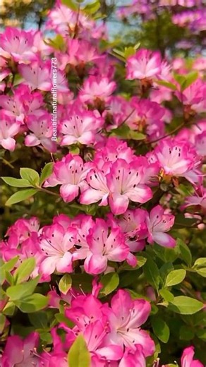 “Fresh Spring Flowers 🌷🌸 | Beautiful Nature 4K”