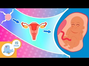 HUMAN REPRODUCTION for Kids 🧬👶 Step-by-step Guide to the Reproductive System and Baby Development