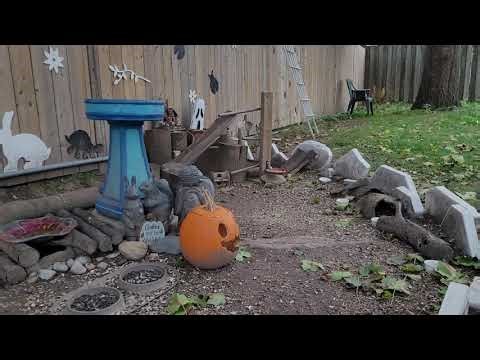 Nov 2: Chip the Chipmunk, Backyard Tour of Burrows #wildlife