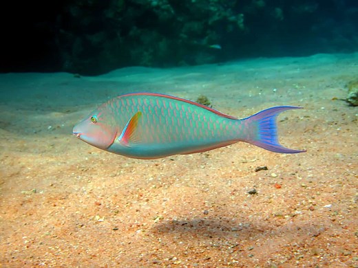 The Most Beautiful Parrotfish Species and 7 Amazing Facts About Them