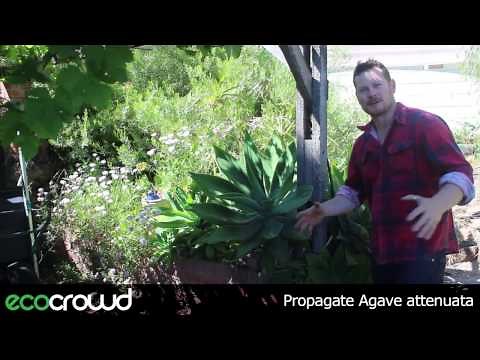 How to Propagate Agave attenuata