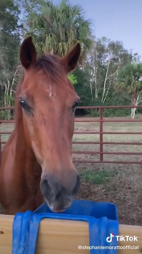 Stephanie Moratto on TikTok