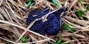 That Viral Photo of a “Tick Nest” Everyone Is Talking About Is a Complete Hoax