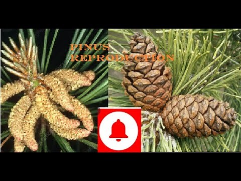 Pinus - Reproduction