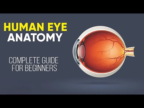 Human Eye Anatomy – A Simple Explanation