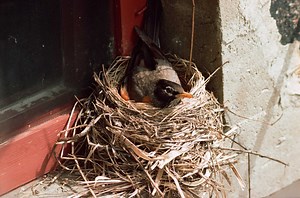 How to Keep Birds From Building a Nest Behind the Shutters