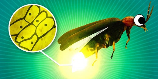 What makes a firefly glow