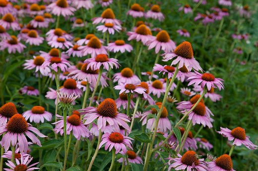 Jeżówka (echinacea) na przeziębienie i nie tylko. Właściwości lecznicze jeżówki