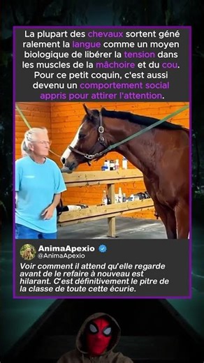 COMPRENDRE LE LANGAGE CORPOREL DU CHEVAL