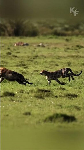 Cheetahs vs Hyena: Intense Battle for Territory