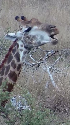 Giraffe Eating A Bone | Ranger Reels