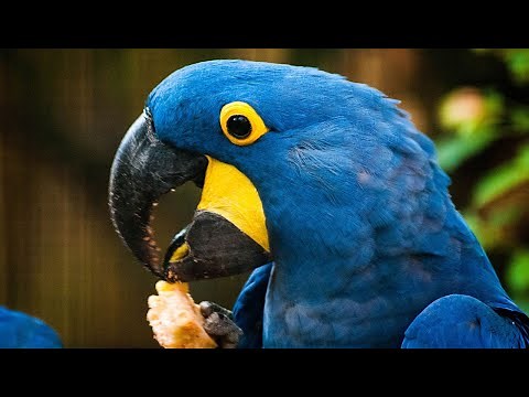 ANIMALES AL NATURAL - AVES | Sever Documental