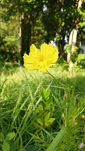 🌼 Cheerful Yellow Cosmos | Sunshine in Bloom
