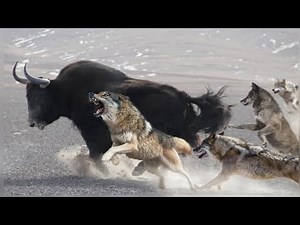 Nature's Most Epic Showdown: Himalayan Wolves vs. Tibetan Yaks