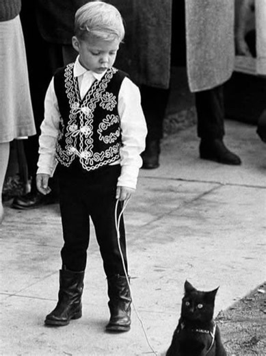 In 1961, a large group of black cats reportedly gathered in Hollywood for auditions connected to the horror film Tales of Terror. The unusual scene became a memorable behind-the-scenes moment, showing how unexpected and surreal film productions can sometimes be. #interestingvideos #learnontiktok #fact #movie #cats