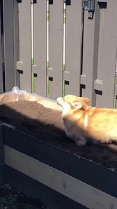 330K views · 16K reactions | Catch me if you can …. | Mr Bean The Corgi | Facebook