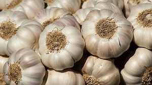 How to Grow Garlic: Plant, Care & Harvest Your Own Garlic at Home
