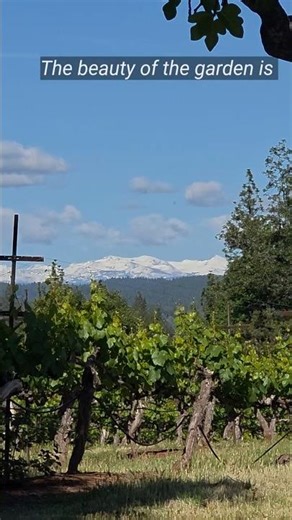 Vineyard, Flowers with Snow Capped Mountain Views. #sierranevada #rumi #peaceful