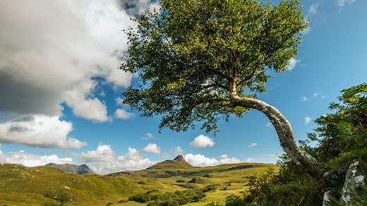 Silver Birch (Betula pendula) - British Trees - Woodland Trust