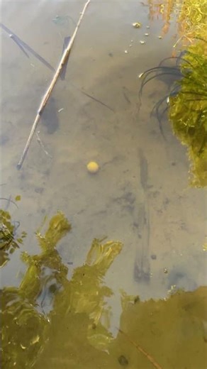 👍Like. Watch This Bait Sink Like Magic! #fishing #carpfishing #carp #рыбалка #angeln