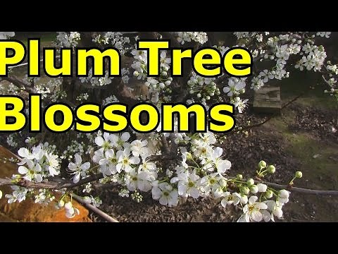 Beautiful Plum Tree Blossoms